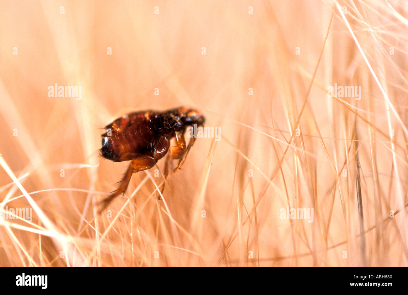 Cat flea hires stock photography and images Alamy