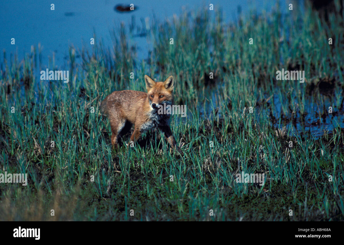 Fox by marshland waters edge Stock Photo