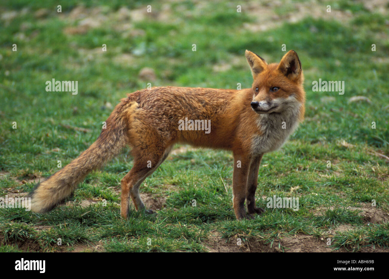 Red fox on grass verge Stock Photo