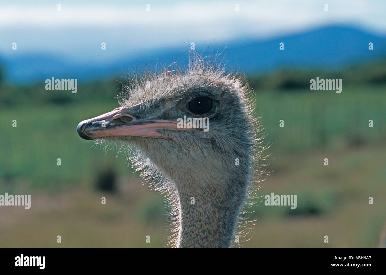 Ostrich Struthio camelus Farm in South Afric Stock Photo