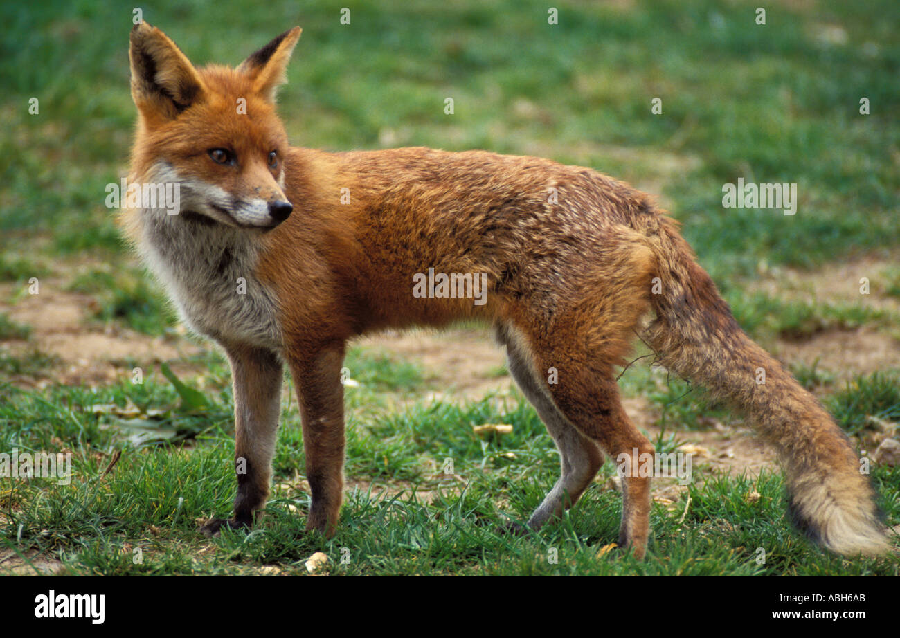 Red fox on grass verge Stock Photo