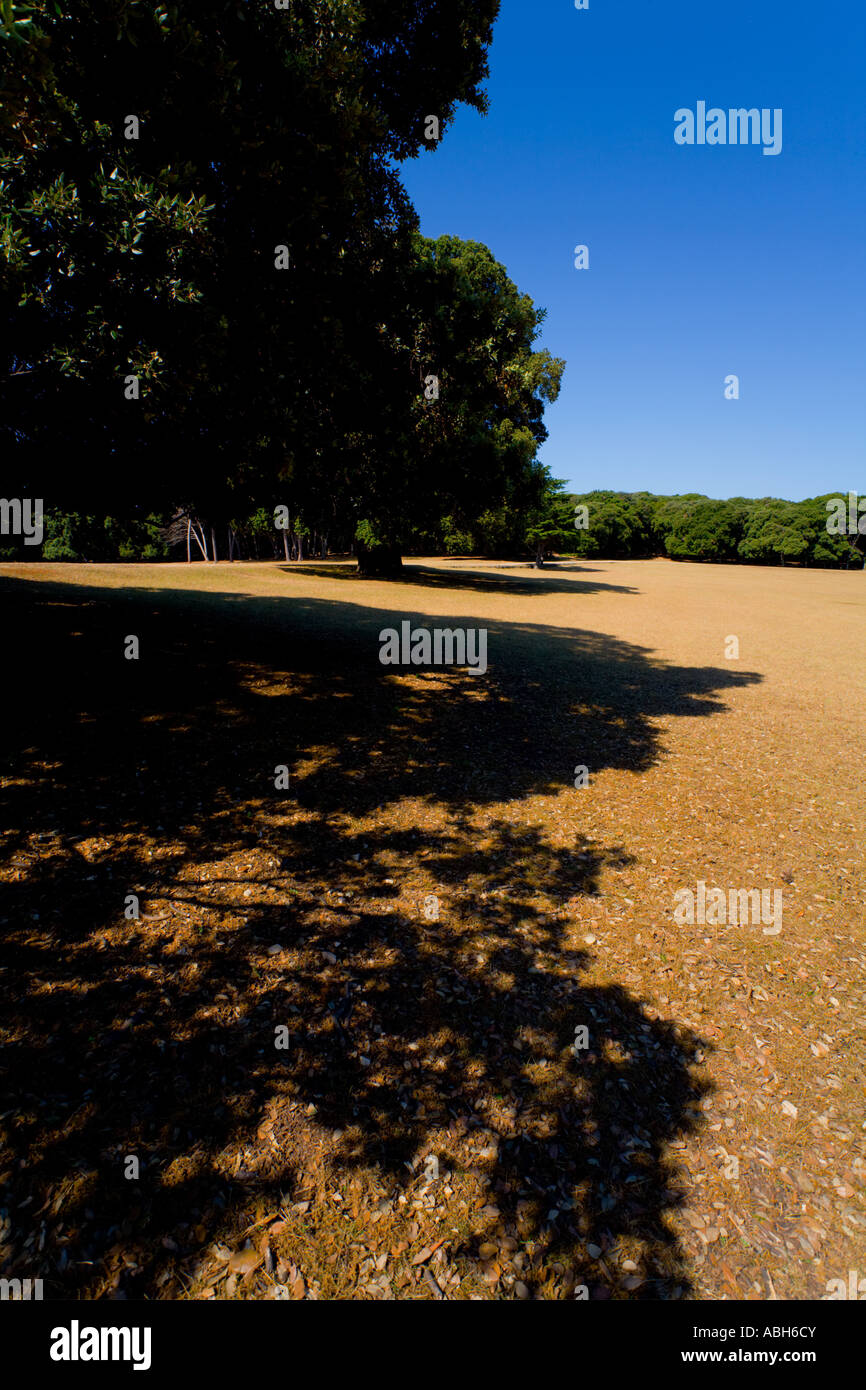 Deep shadows under trees on Verige site on Brioni islands, Veliki Brijun, Croatia Stock Photo