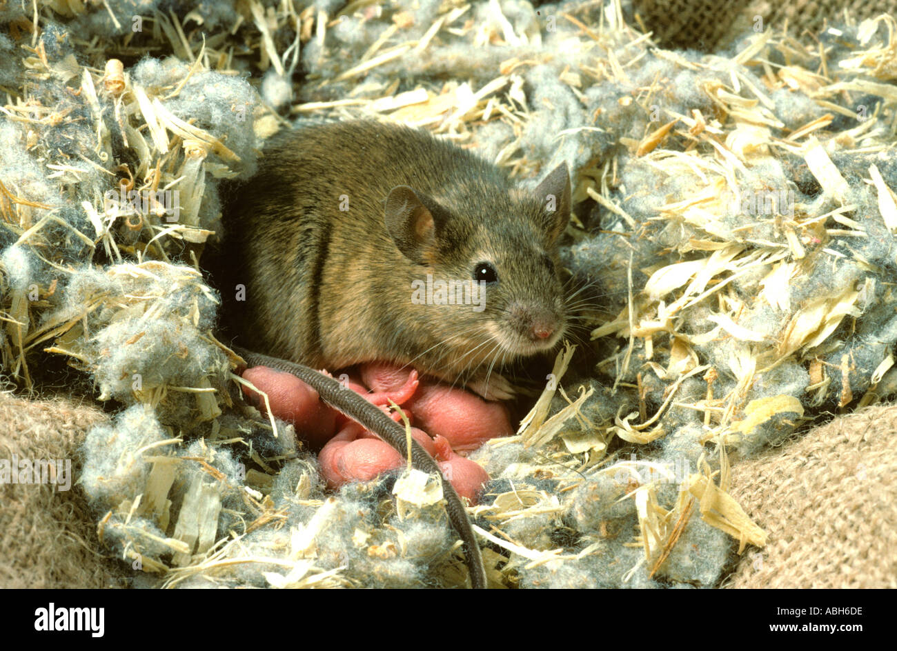 House Mouse Mus musculus with young  in gardeners potting shed Stock Photo