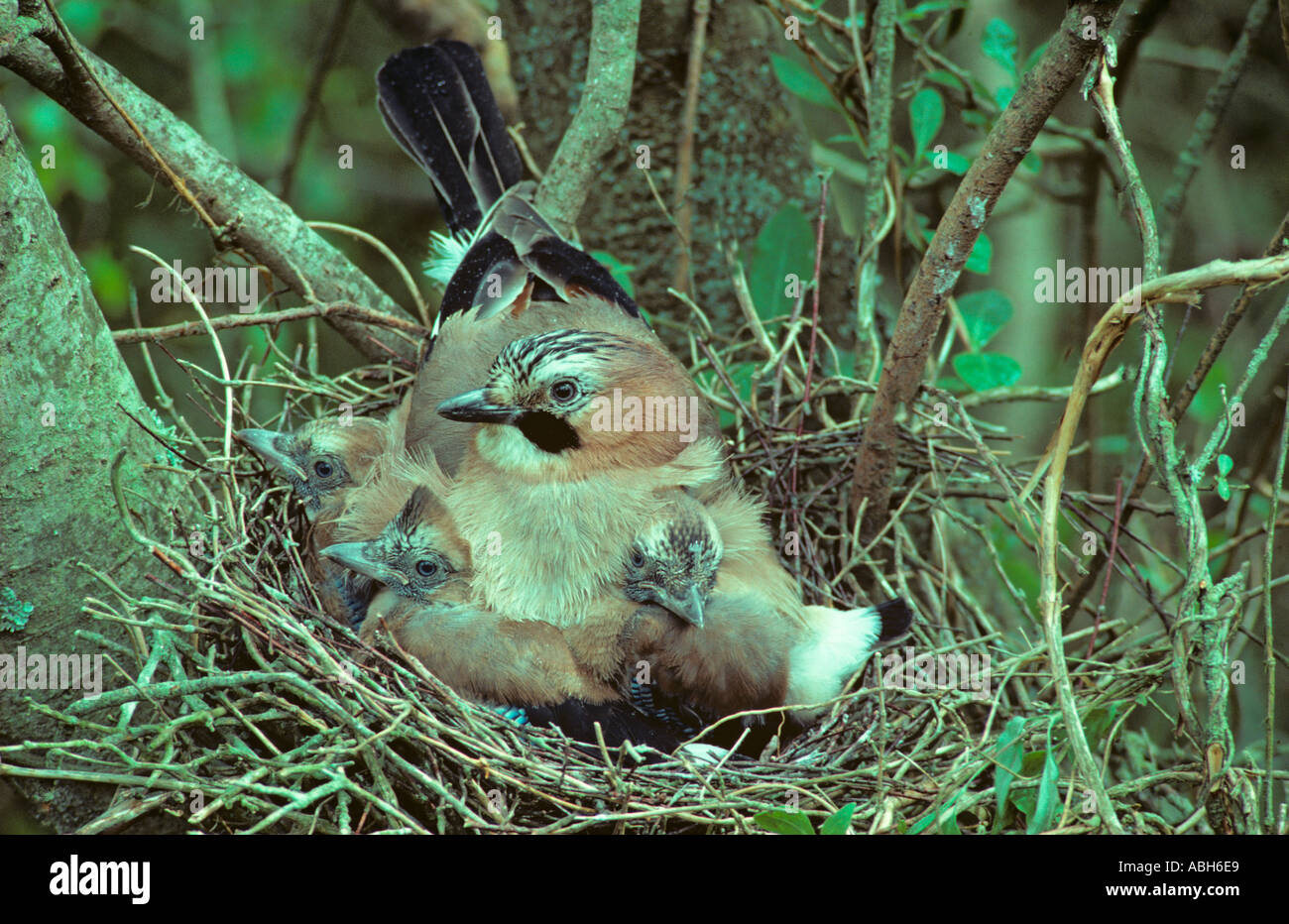 Jay Garrulus glandarius brooding young at the nest Stock Photo