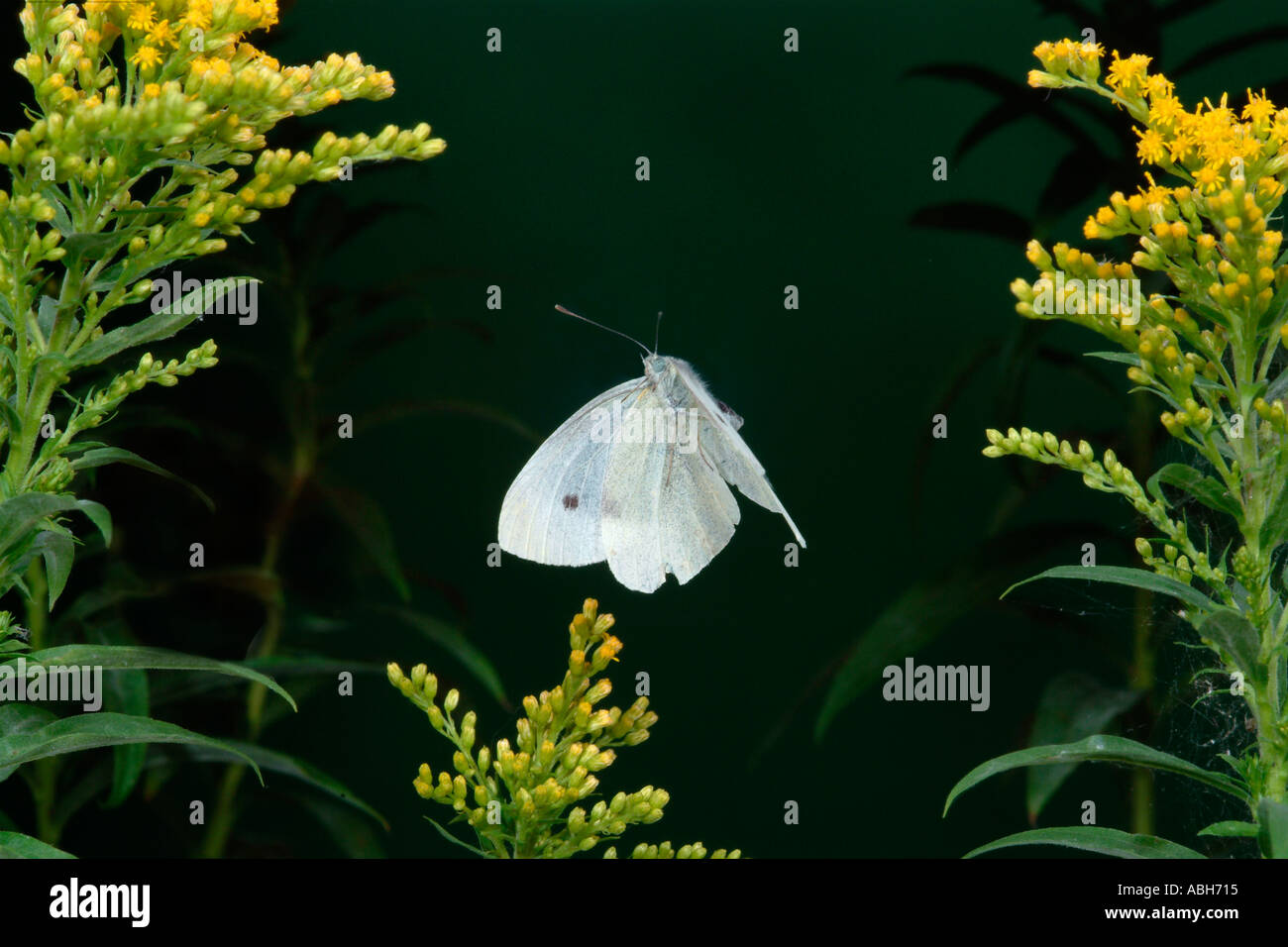 Small White Butterfly in flight Stock Photo Alamy