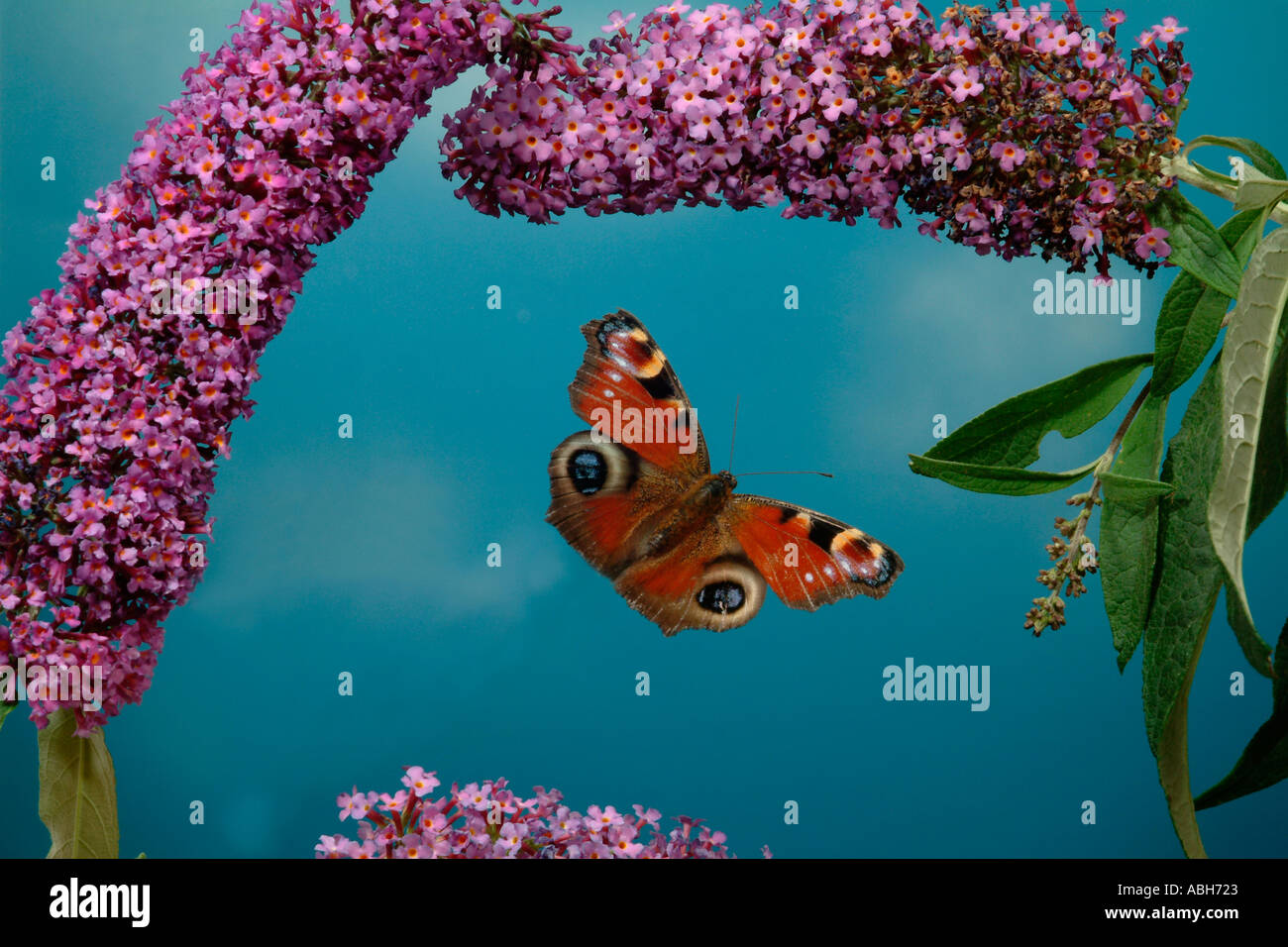 Peacock Butterfly in flight flying through buddleia flowers Stock Photo