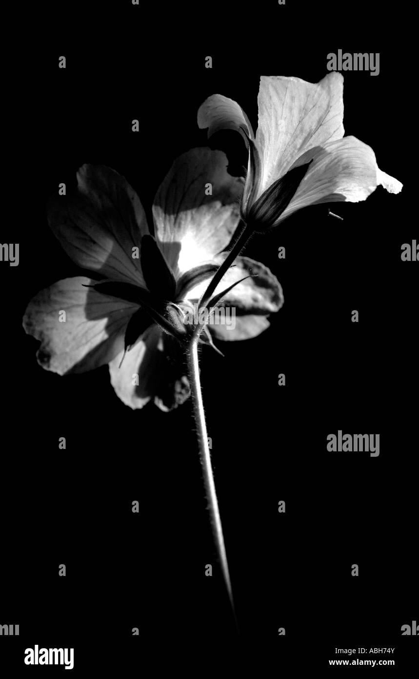 geranium flower Stock Photo