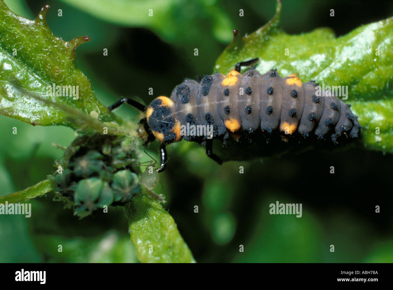 Seven Spot Ladybird larvae Stock Photo