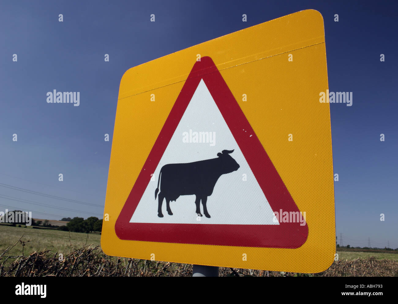 Cattle Road Sign Stock Photo - Alamy