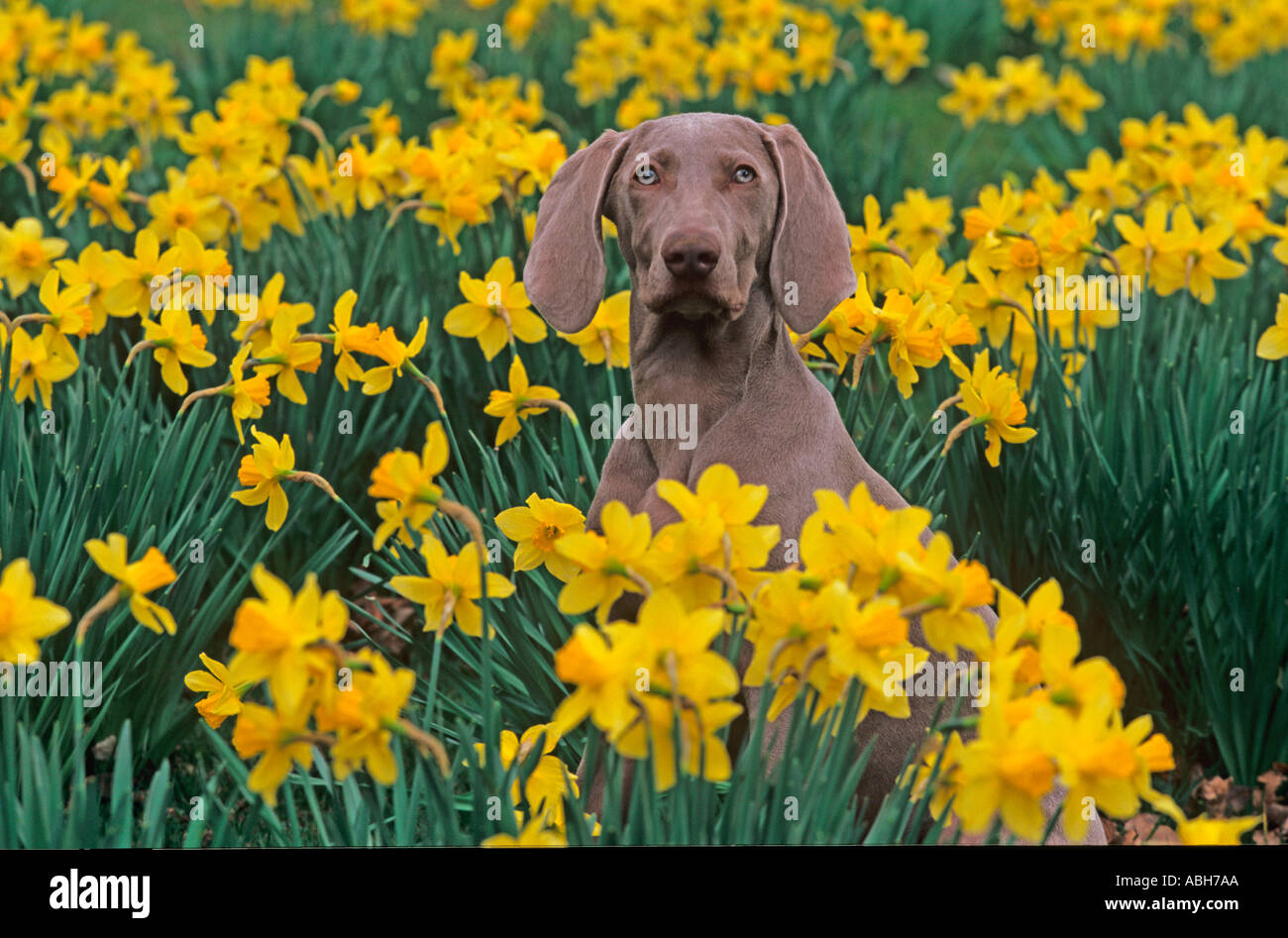 Weimaraner Dog in Daffodils Stock Photo