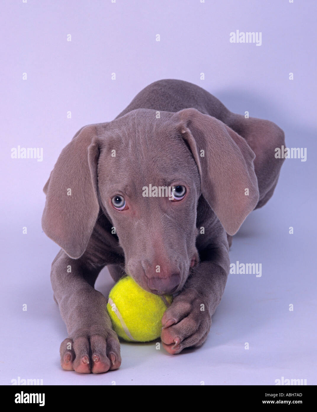 Weimaraner Dog with Ball Stock Photo