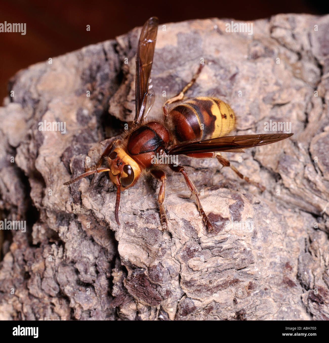 Hornet Vespa crabro on tree bark Stock Photo