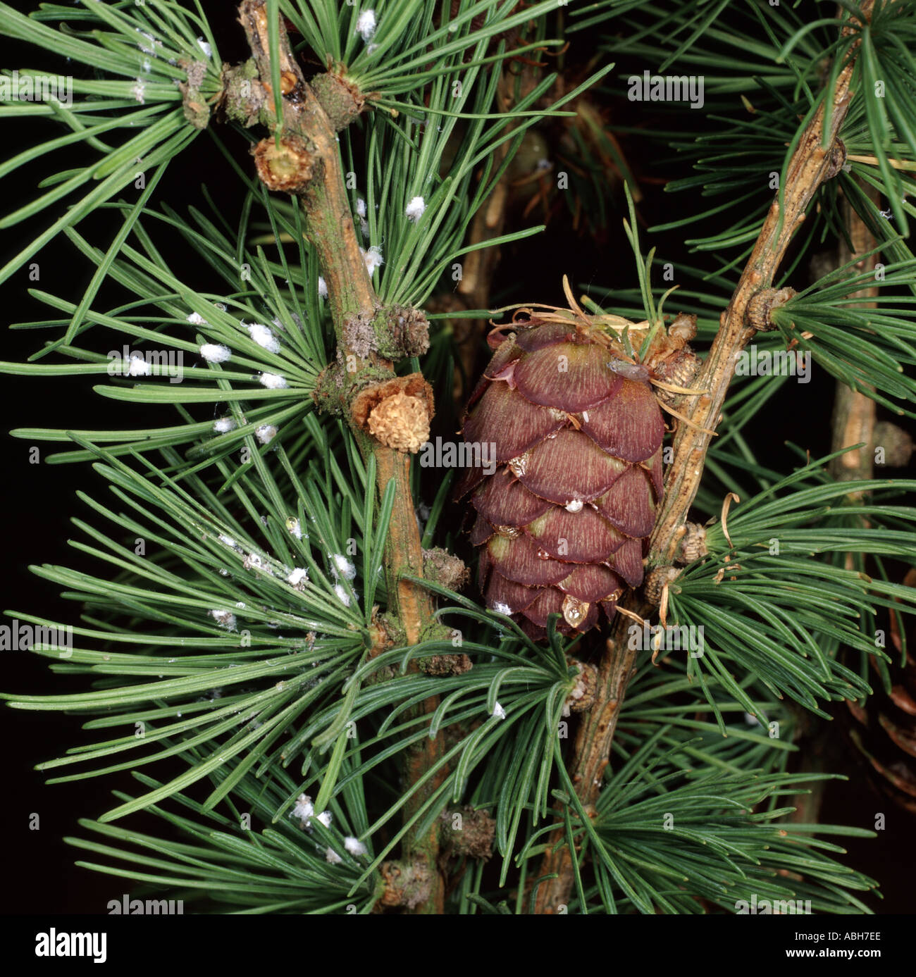 Waxy white masses of larch adelgids Adelges laricis on larch needle Stock Photo