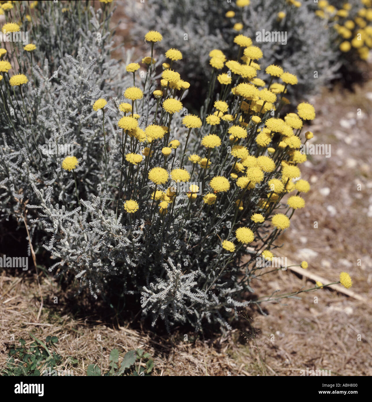 Cotton lavender Santolina spp flowering in garden border in Devon Stock Photo