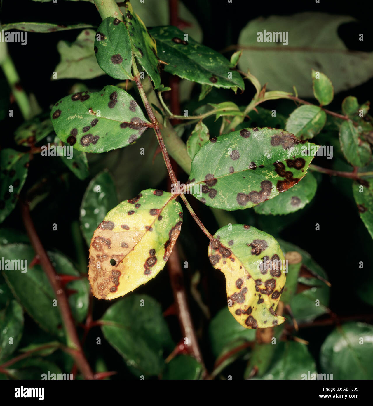 Black spot Diplocarpon rosae on Rose leaf showing lesions Stock Photo