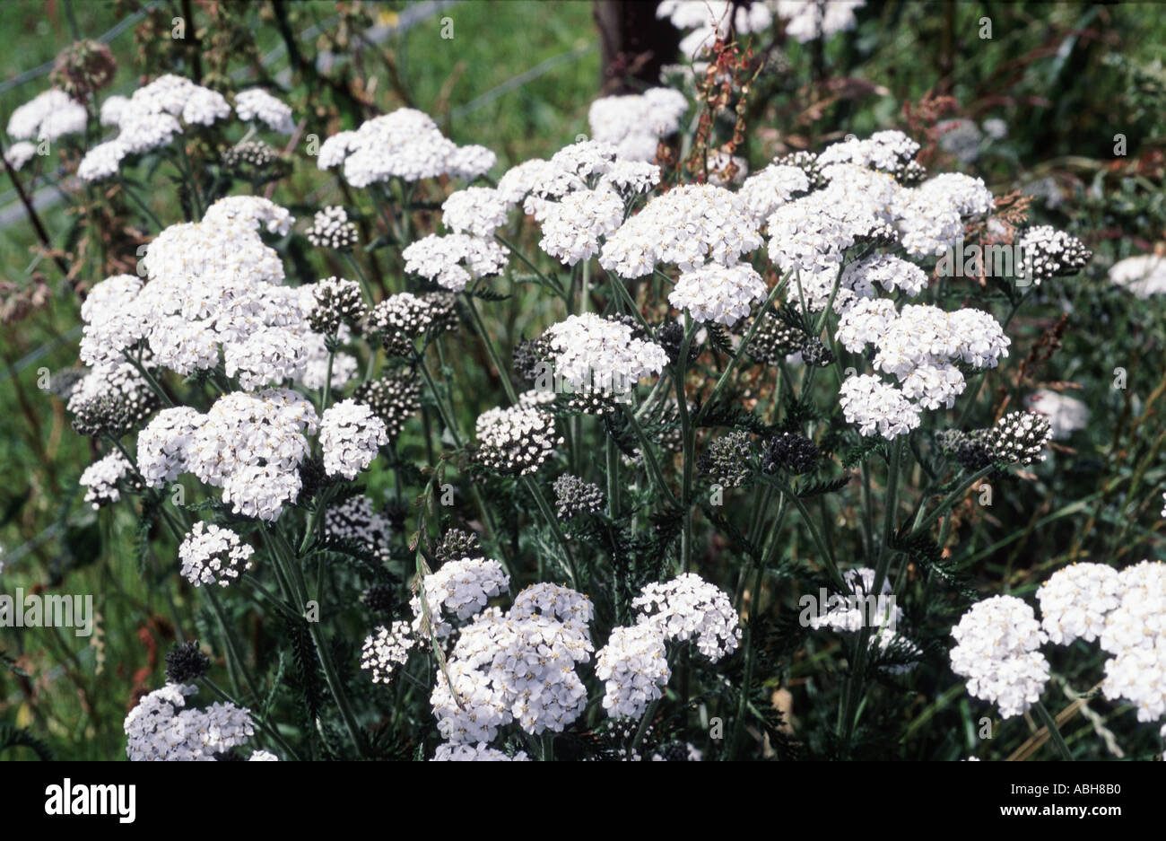 Flowering yarrow Achillea milleflorum plants, Devon Stock Photo - Alamy
