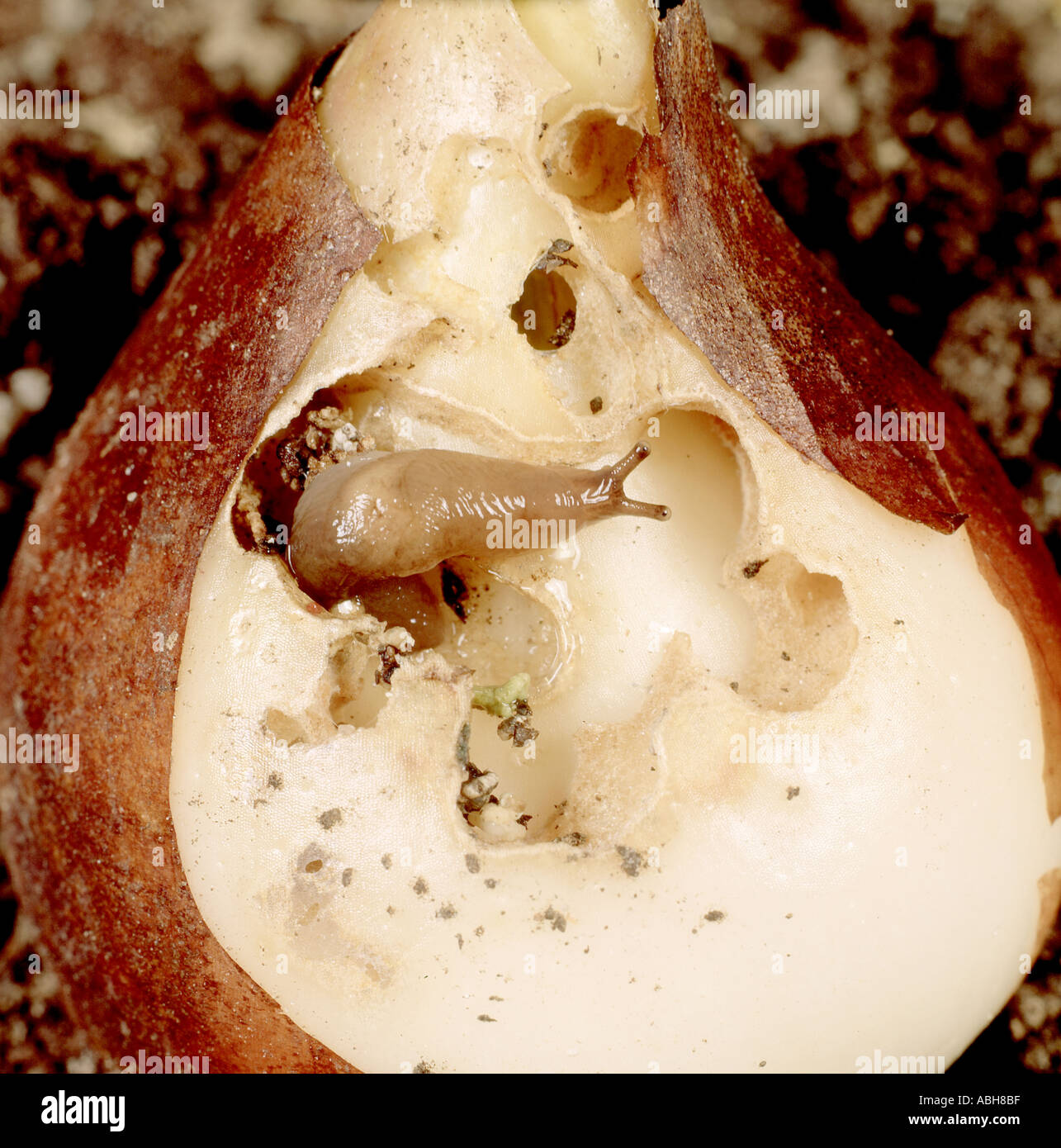 A slug Deroceras sp in a damaged tulip bulb Stock Photo