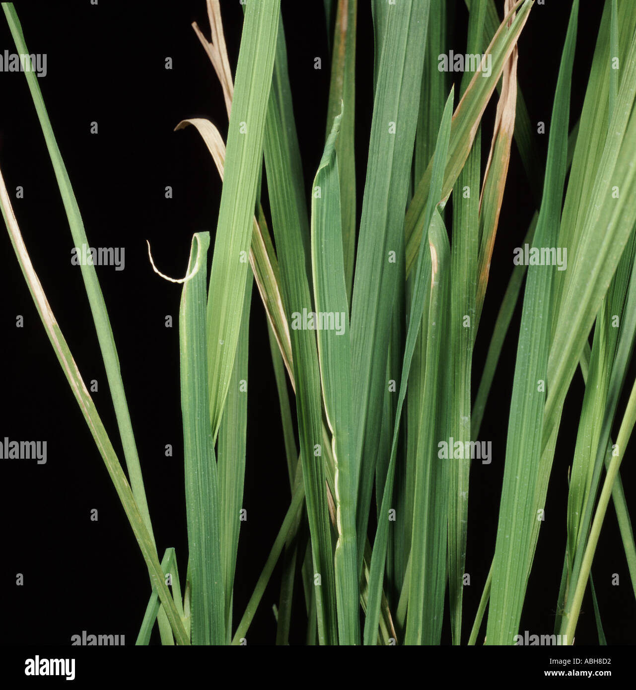 Ragged stunt virus RSV on an infected rice plant Thailand Stock Photo