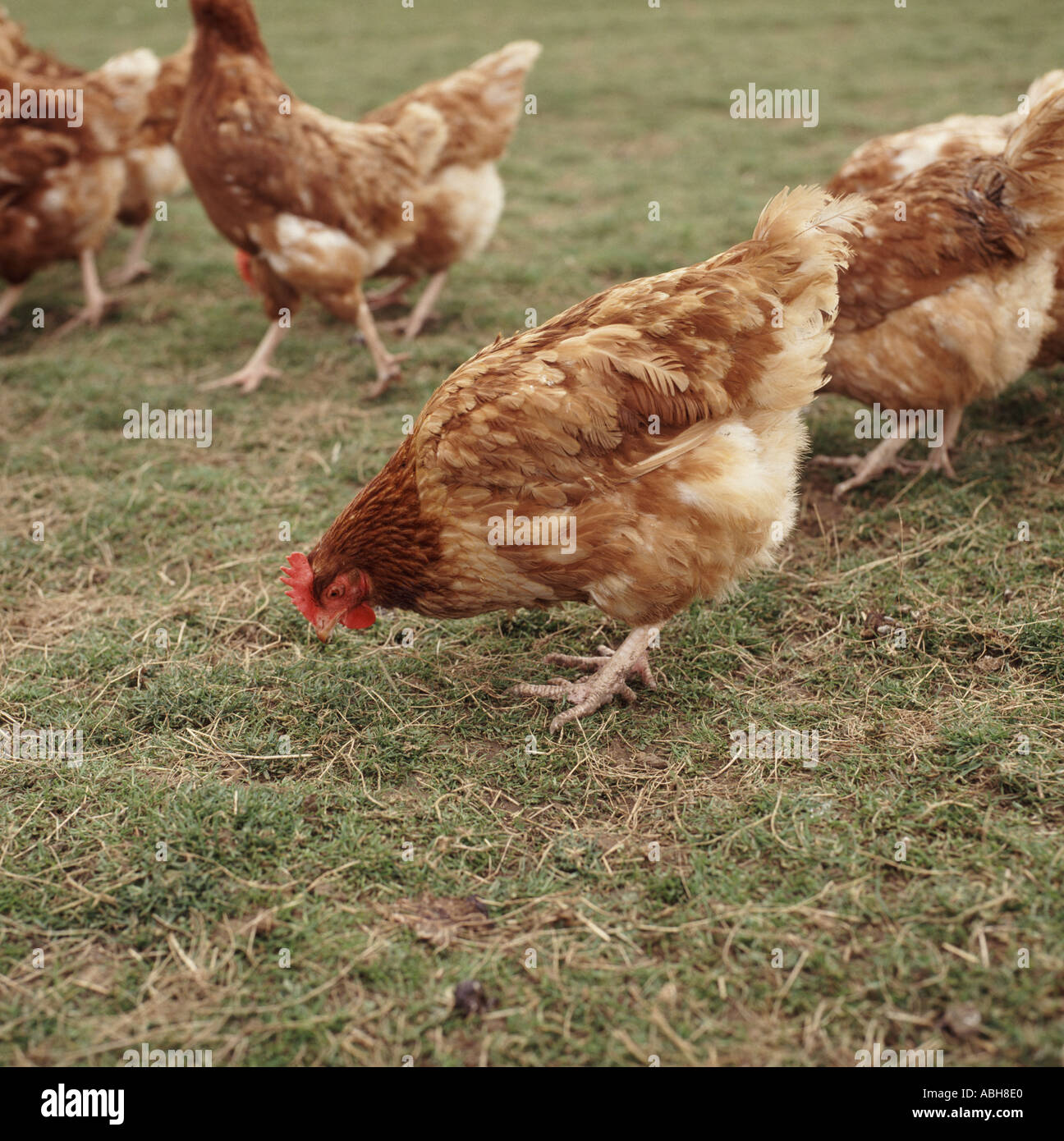 Hen feeding from grass in outdoor poultry farm near Winchester Stock Photo