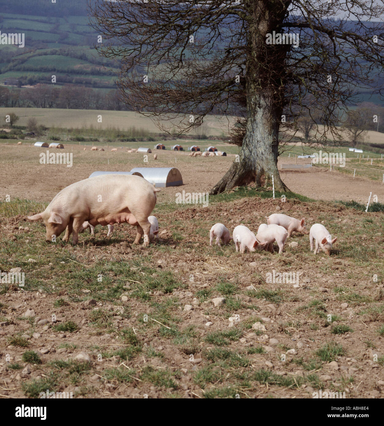 Large white pig with piglets in outdoor breeding unit in Devon Stock Photo