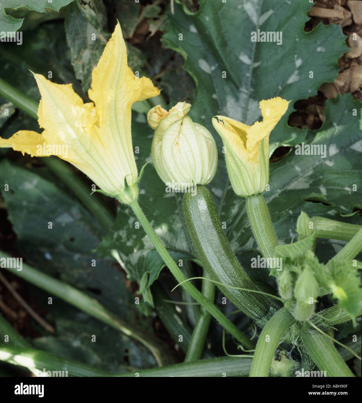 Young courgettes in flower growing in a garden and setting fruit Stock