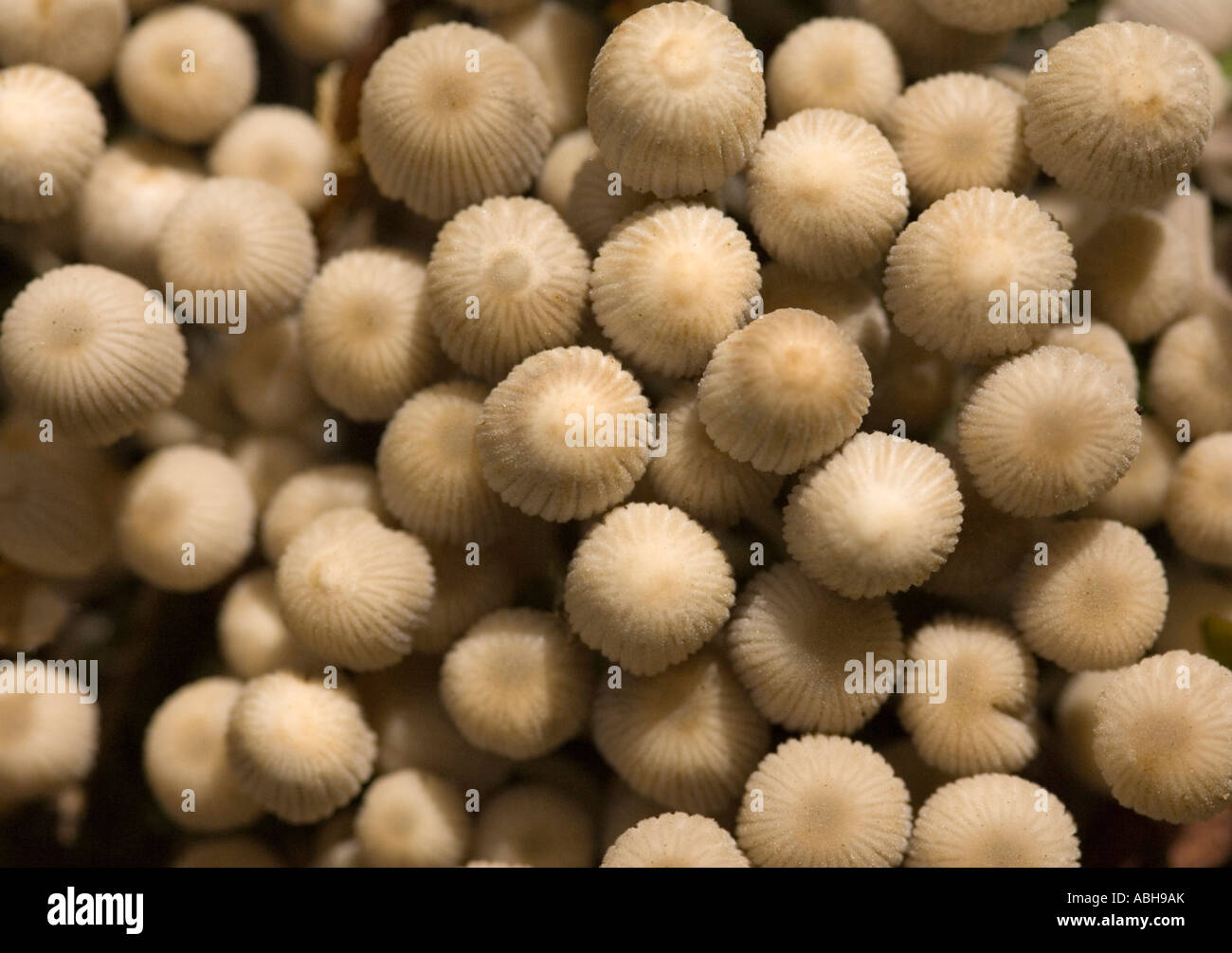 toadstools on the ground about 10mm in diameter Stock Photo