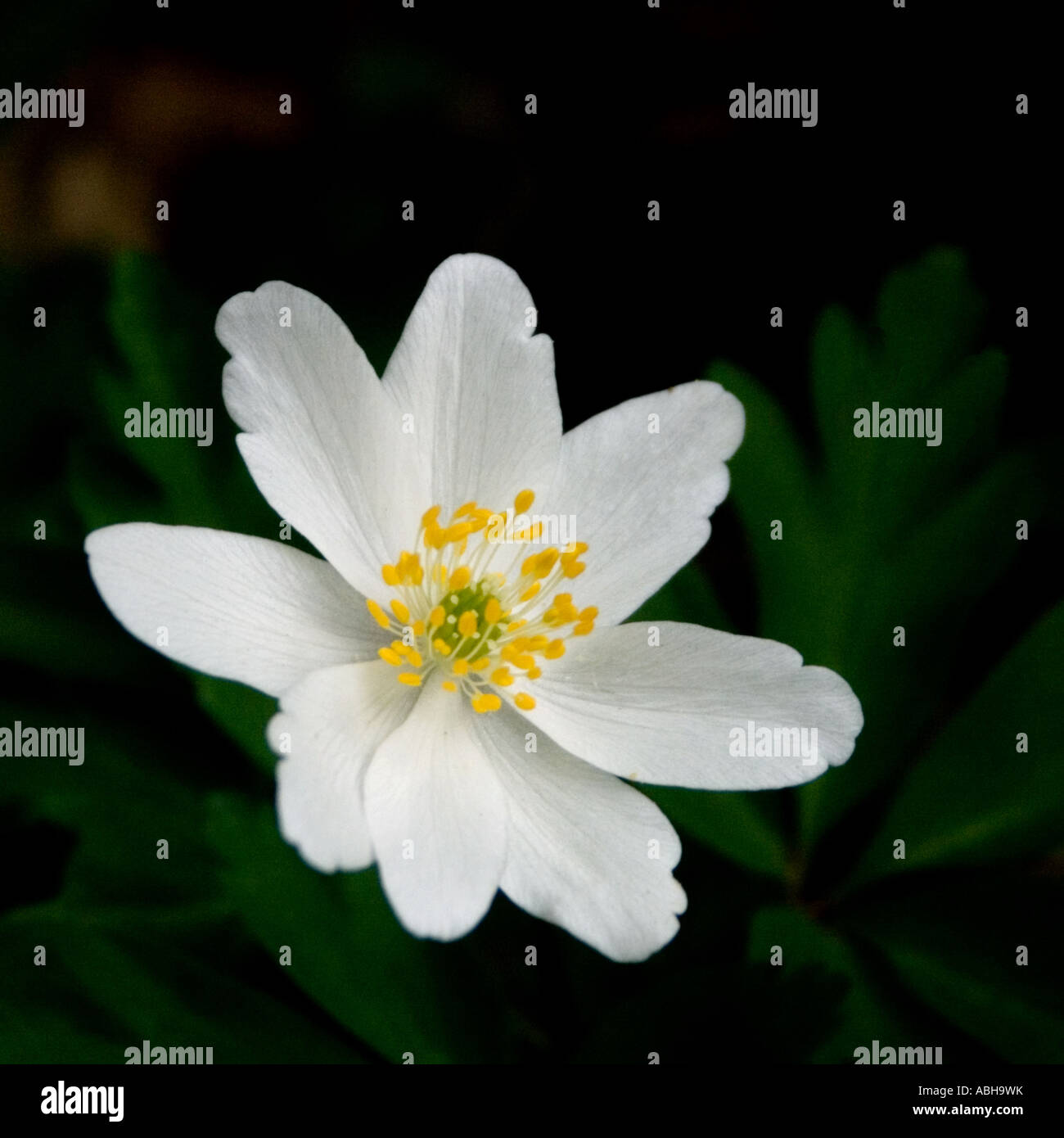 Wood Anemone, Anemone Nemorosa in an English wood Stock Photo Alamy