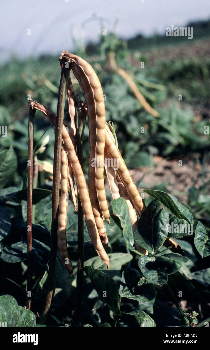 Dried pods of black eye bean plant in the field, Philippines Stock Photo
