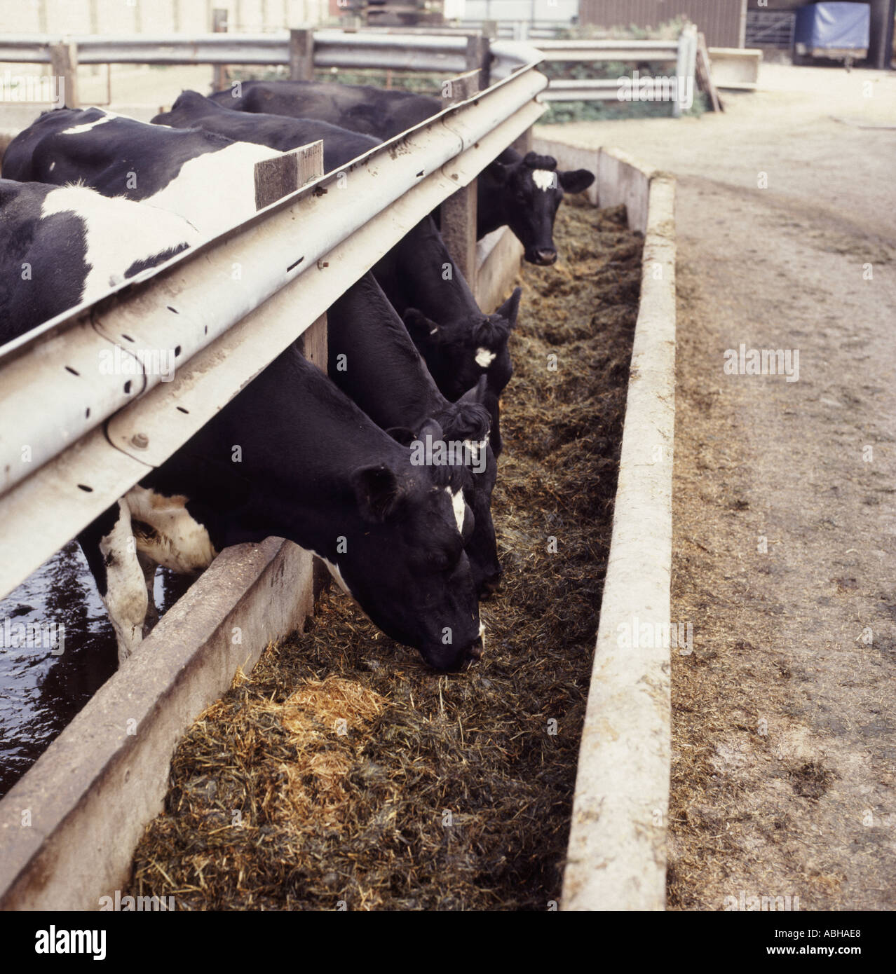 Cattle Feeding Trough High Resolution Stock Photography and Images Alamy