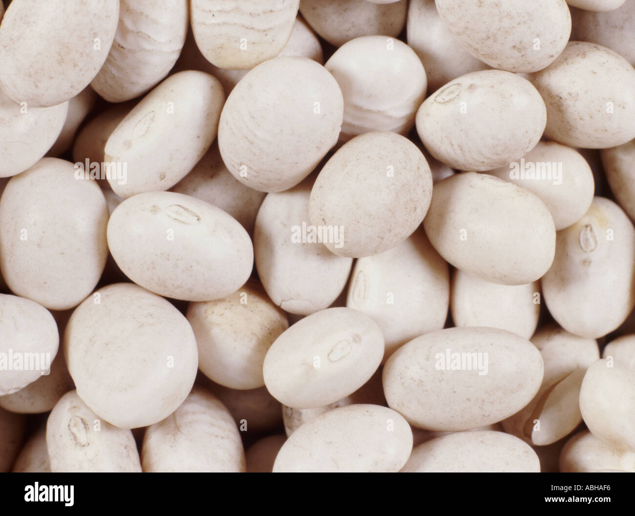 Dried haricot beans Stock Photo Alamy