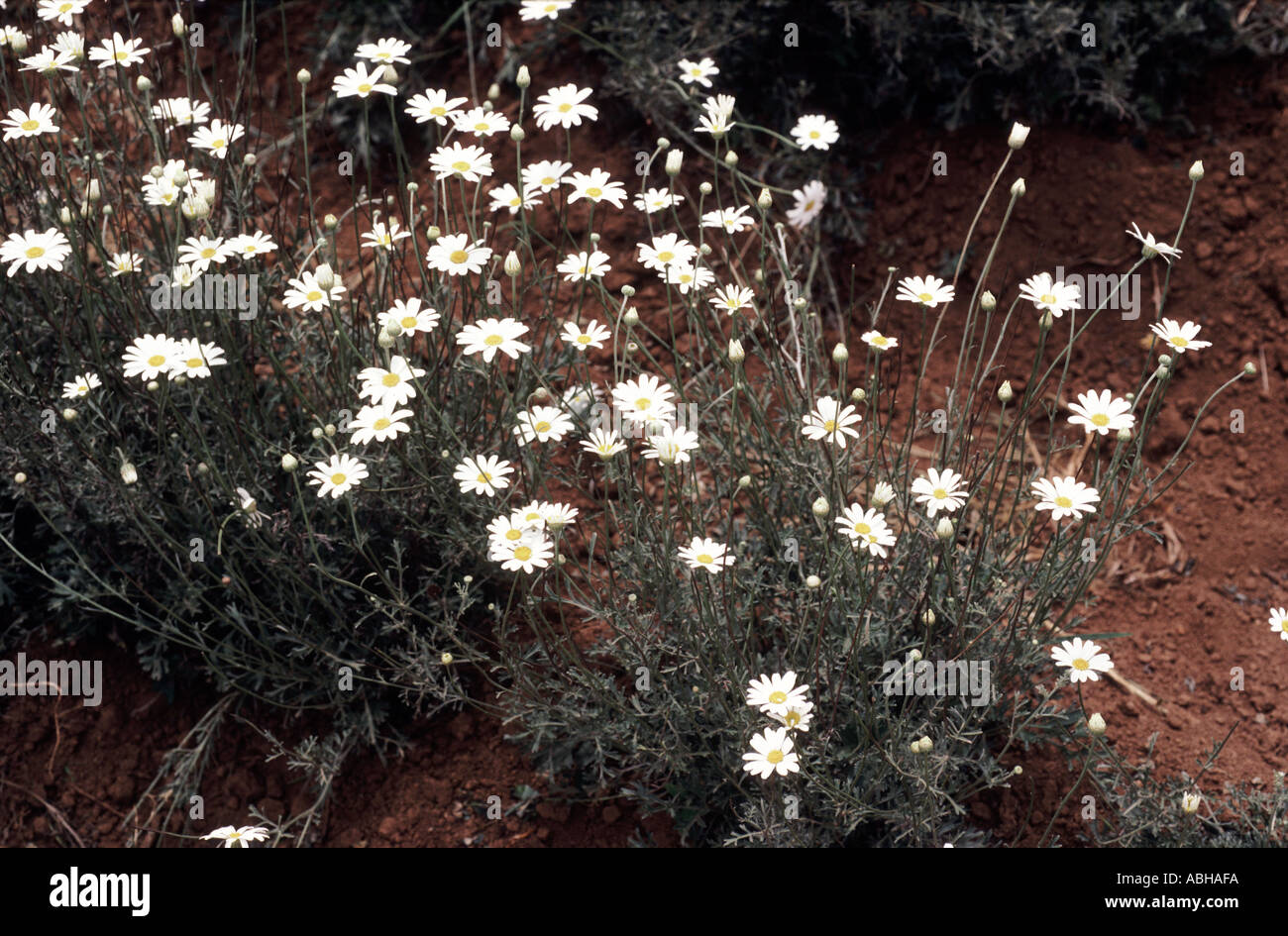 Flowering crop of pyrethrum used as a natural insecticide in Kenya Stock Photo