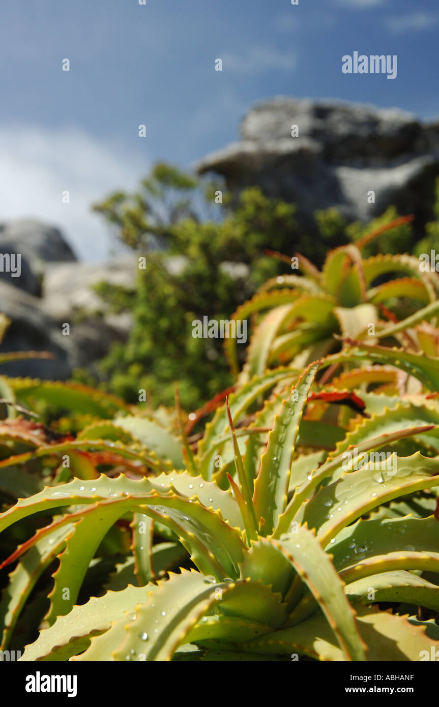 Aloe plant on Table Mountain in Cape Town South Africa Stock Photo