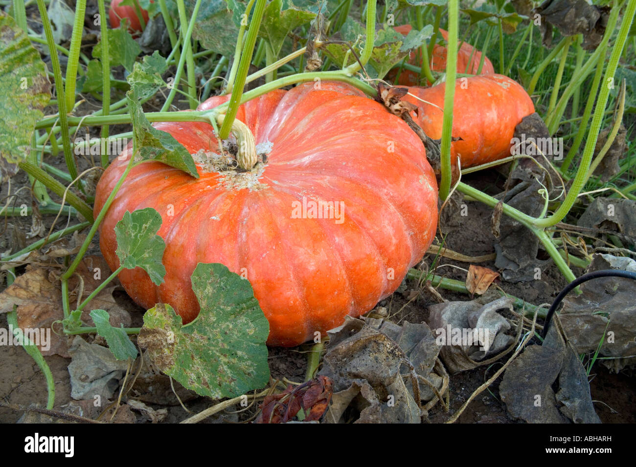 Pumpkins  ''Rouge  Vif d Etampes' growing in field - California Stock Photo