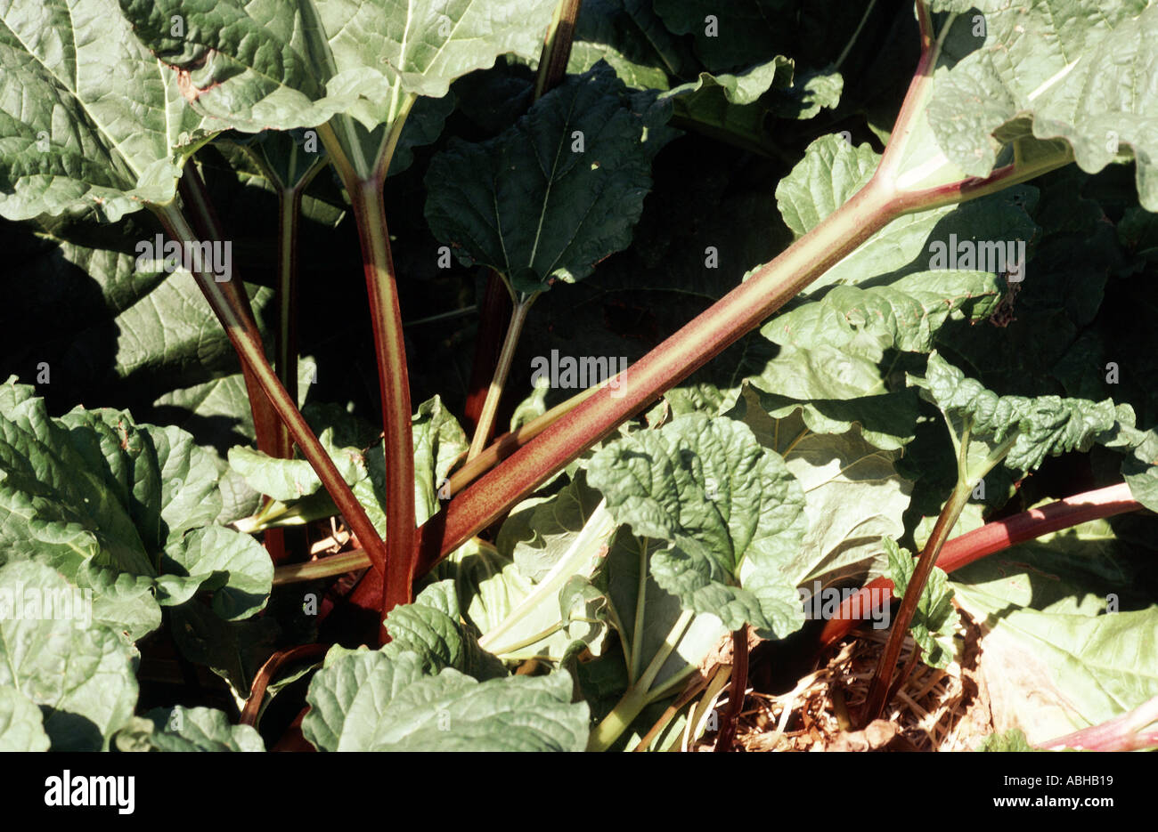 Rhubarb plant with stalks of ripening rhubarb Stock Photo