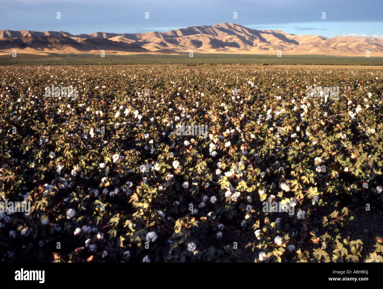 COTTON FIELD, CALIFORNIA Stock Photo Alamy