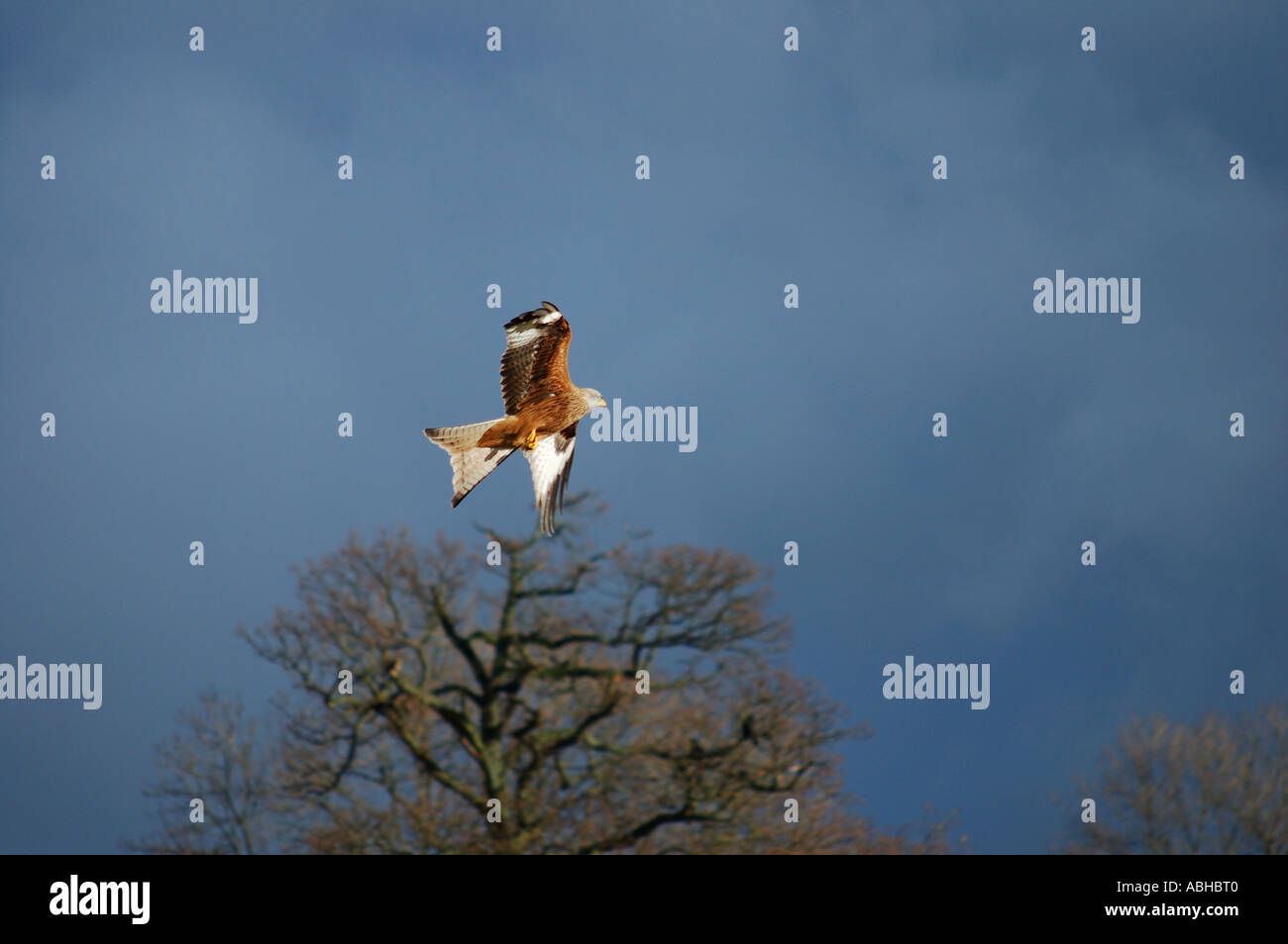 red kite wing stall number 2360 Stock Photo