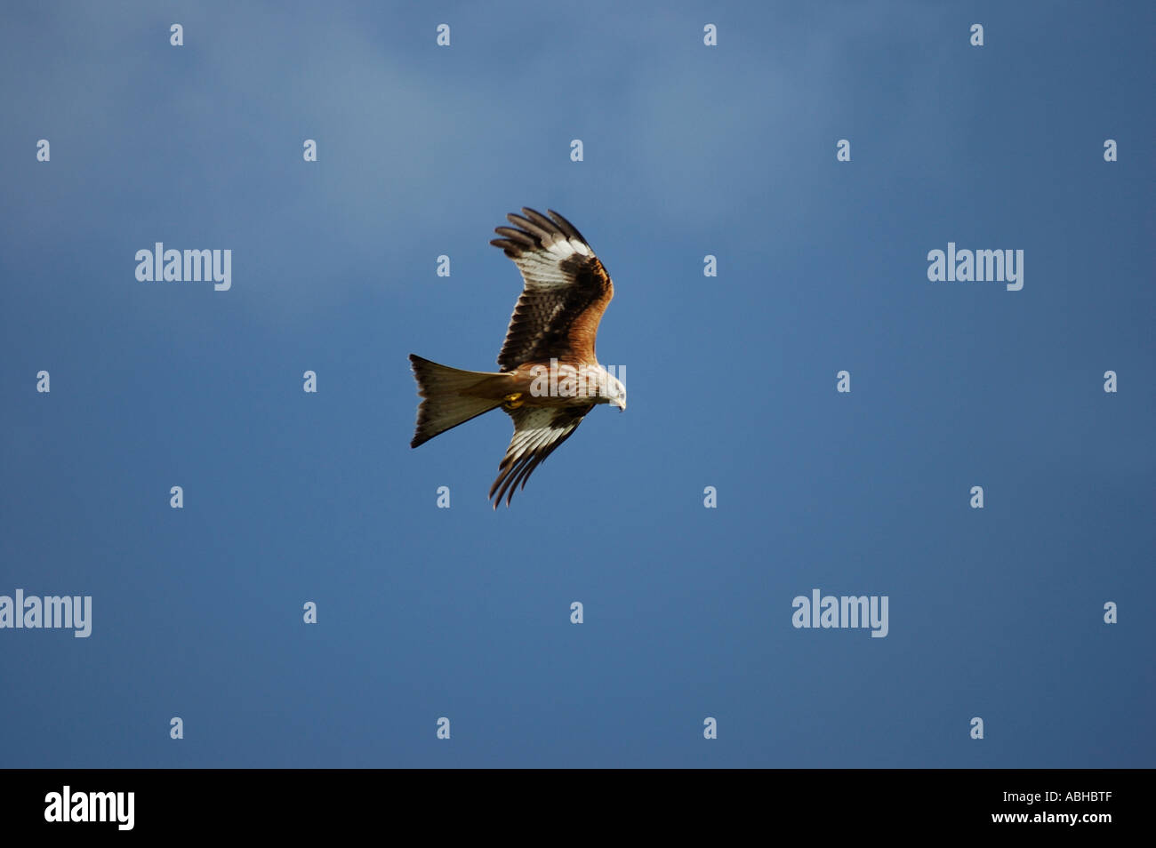 red kite swooping number 2355 Stock Photo