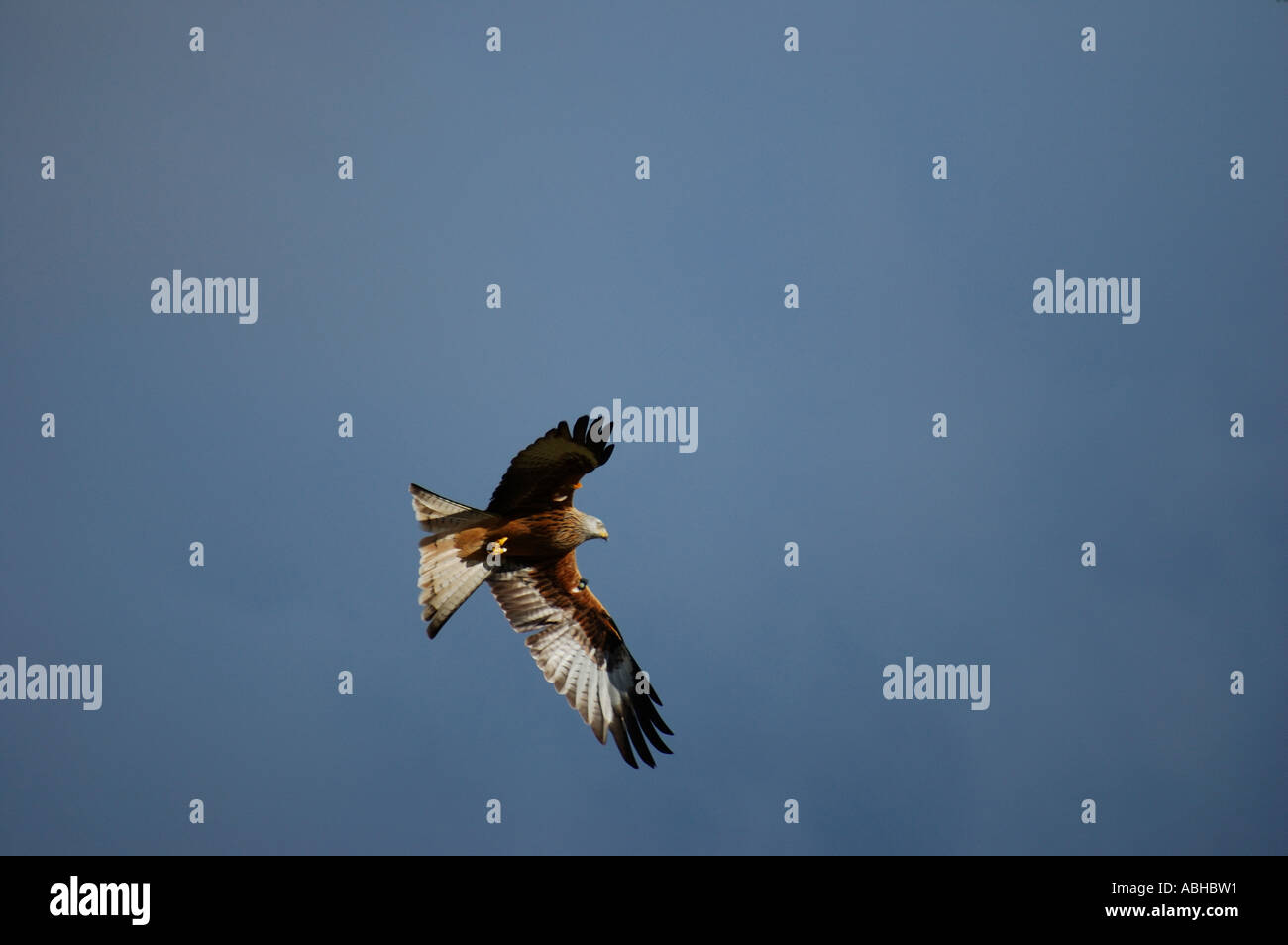 red kite tagged and with wing feather moult number 2357 Stock Photo