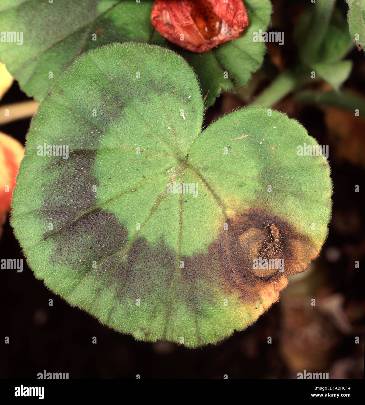 Pelargonium leaf with leaf spot or grey mould Botrytis cinerea and rot developing Stock Photo