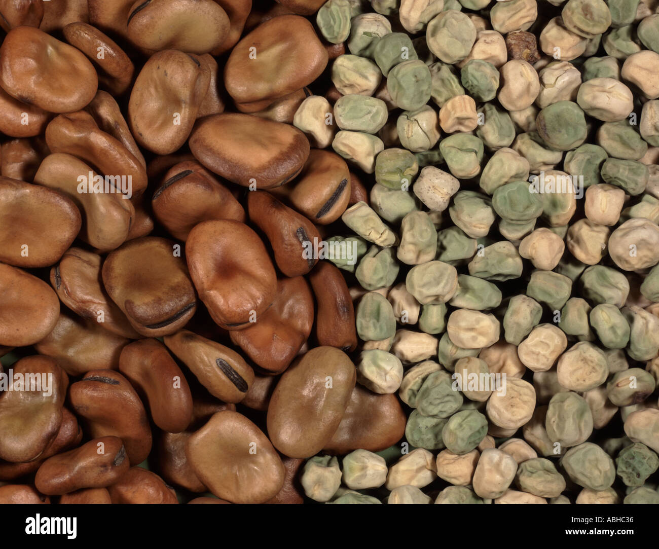 Dried broad beans and dried peas seeds rady for planting Stock Photo