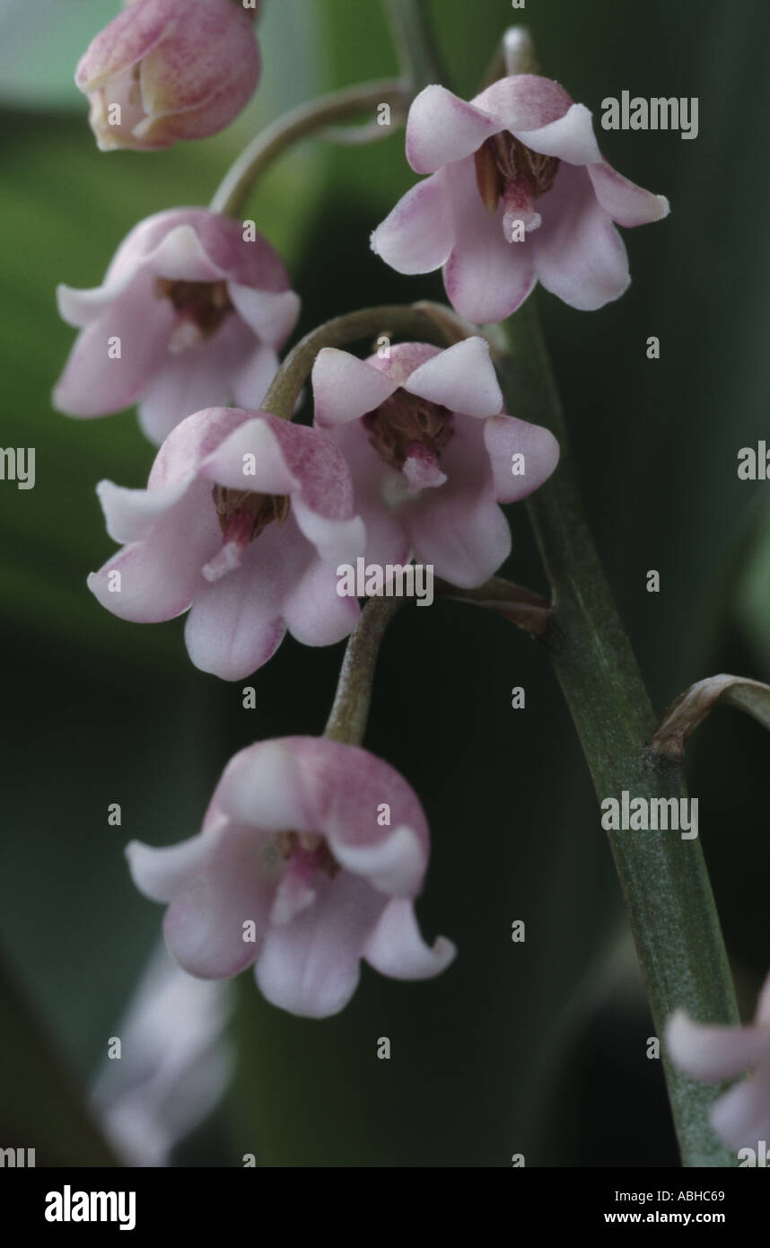 Convallaria majalis var. rosea. Lily of the valley. Stock Photo