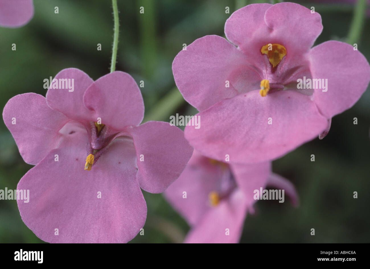 Diascia. Pink flowers variety not known Stock Photo