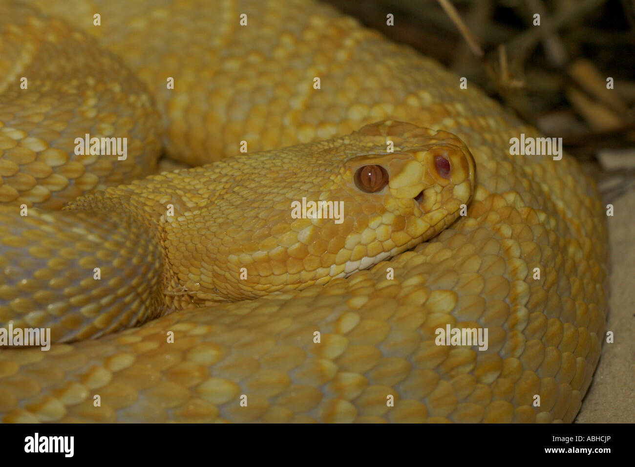 Page 2 Eastern Diamondback Snake High Resolution Stock Photography And Images Alamy