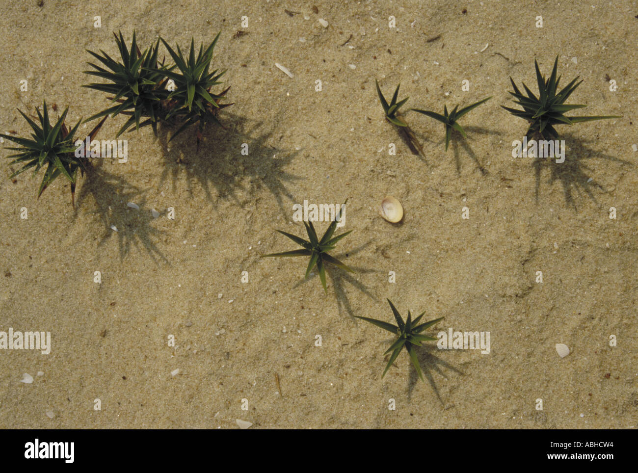 AMA76915 Nature closeup conceptual abstract showing grass on sand Stock Photo