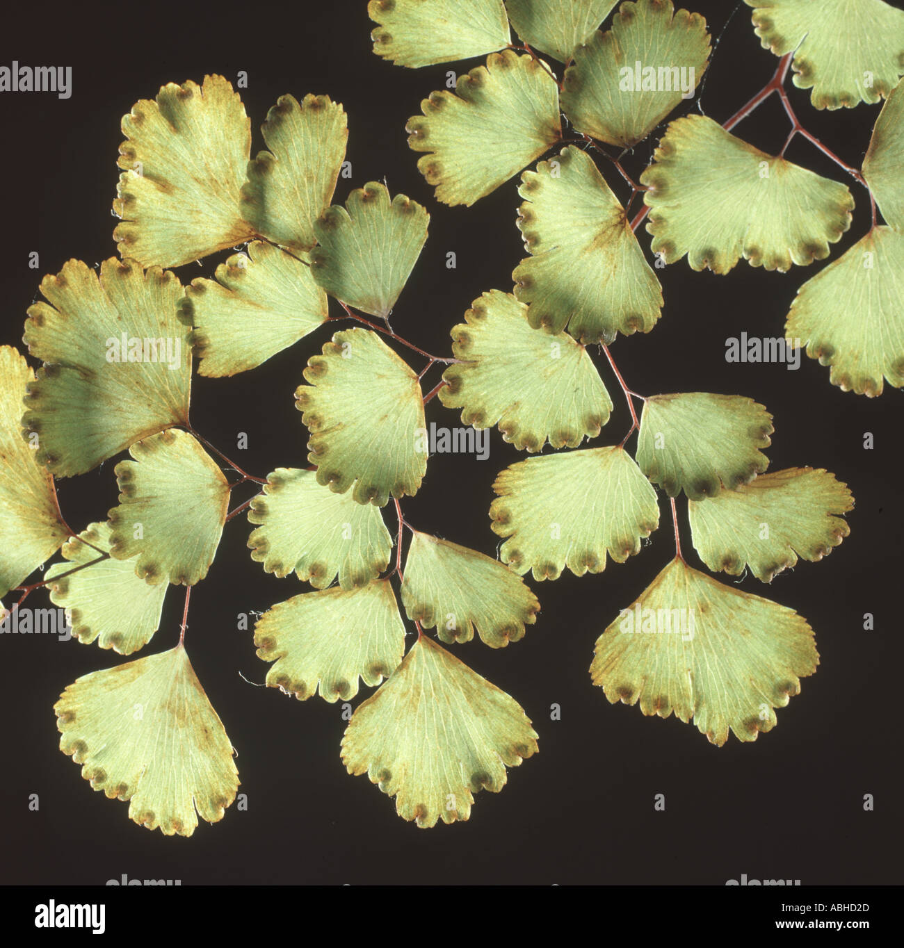 Maidenhair fern Adiantum spp leaves or fronds with spore cases backlit Stock Photo