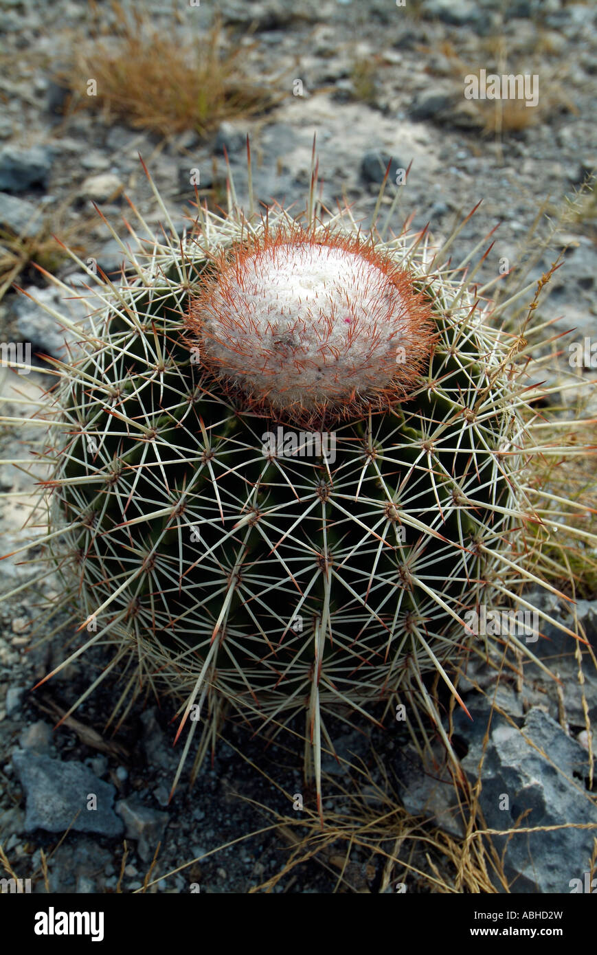 Cactus in a deserted area in Bonaire Stock Photo - Alamy