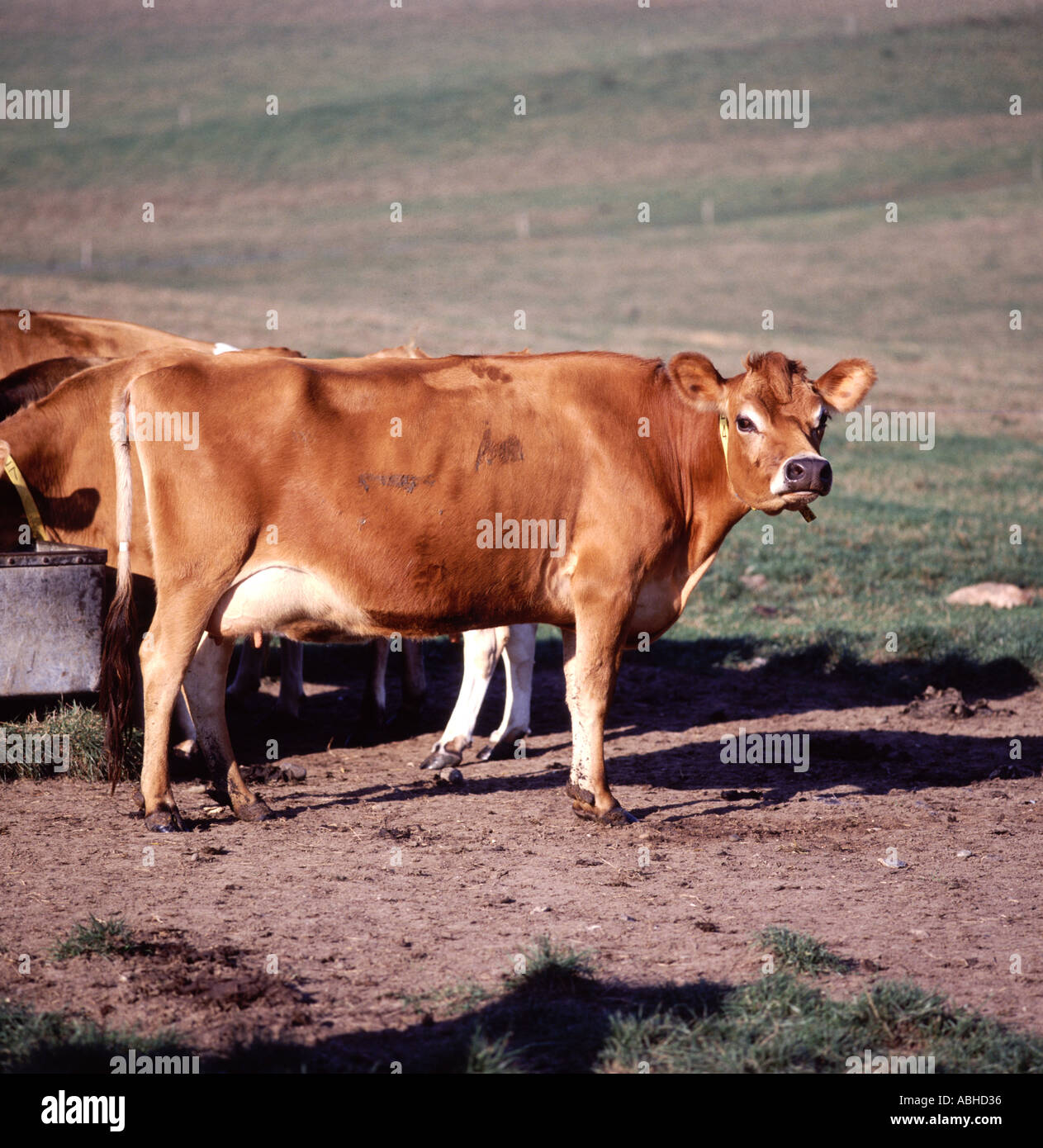 Jersey cows by drinking trough in open pasture in Wiltshire Stock Photo