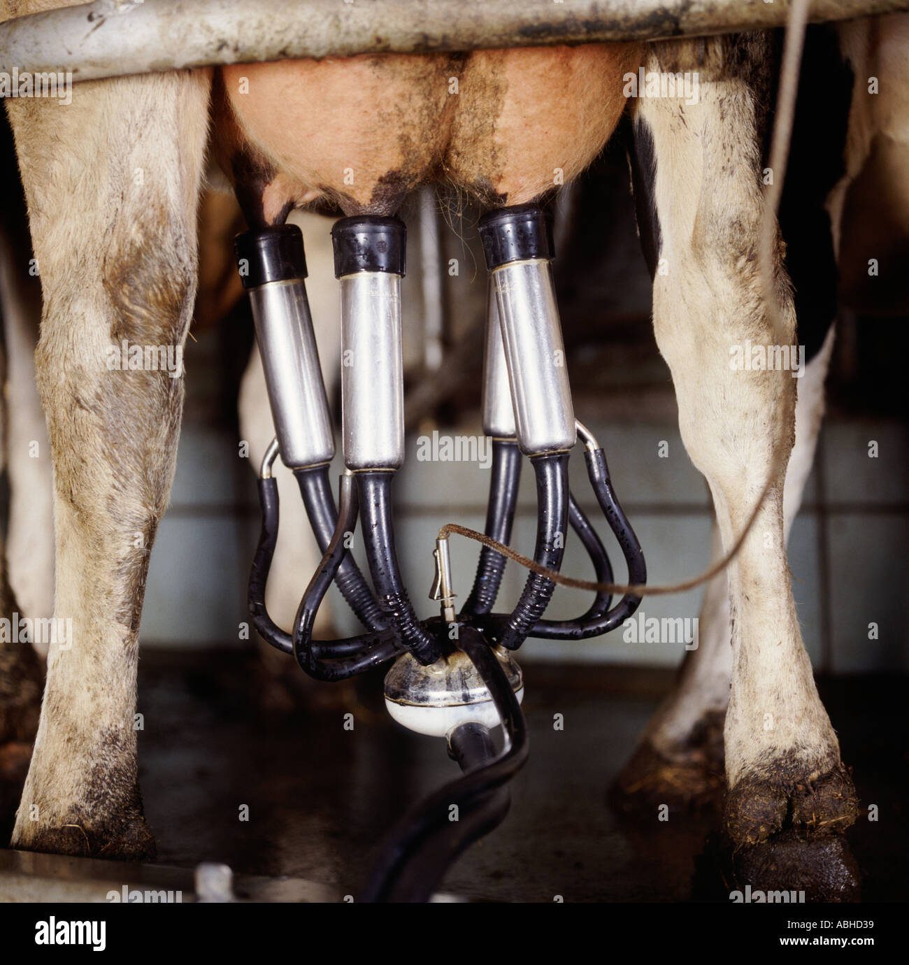 Udder of a Holstein Friesian cow with a milking machine cluster during milking Stock Photo