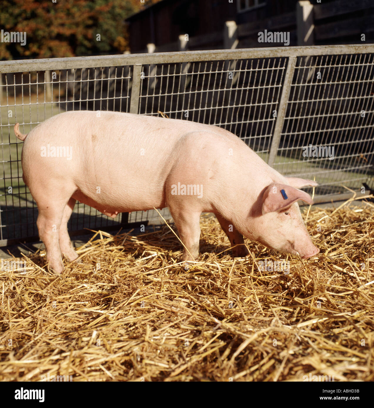 Young large white boar pig in outdoor pen with straw bedding pig Stock Photo