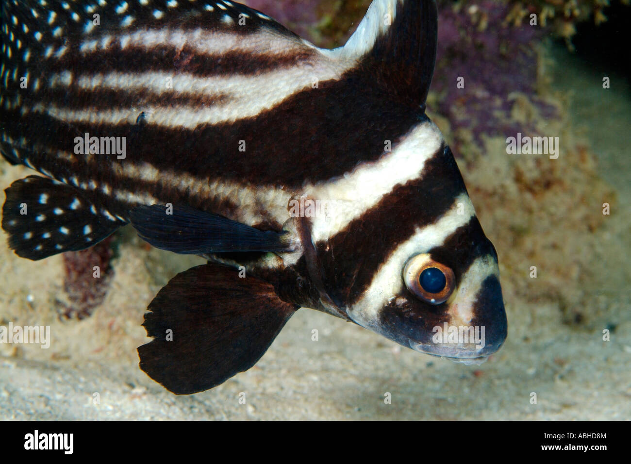 Spotted drum in Bonaire Stock Photo